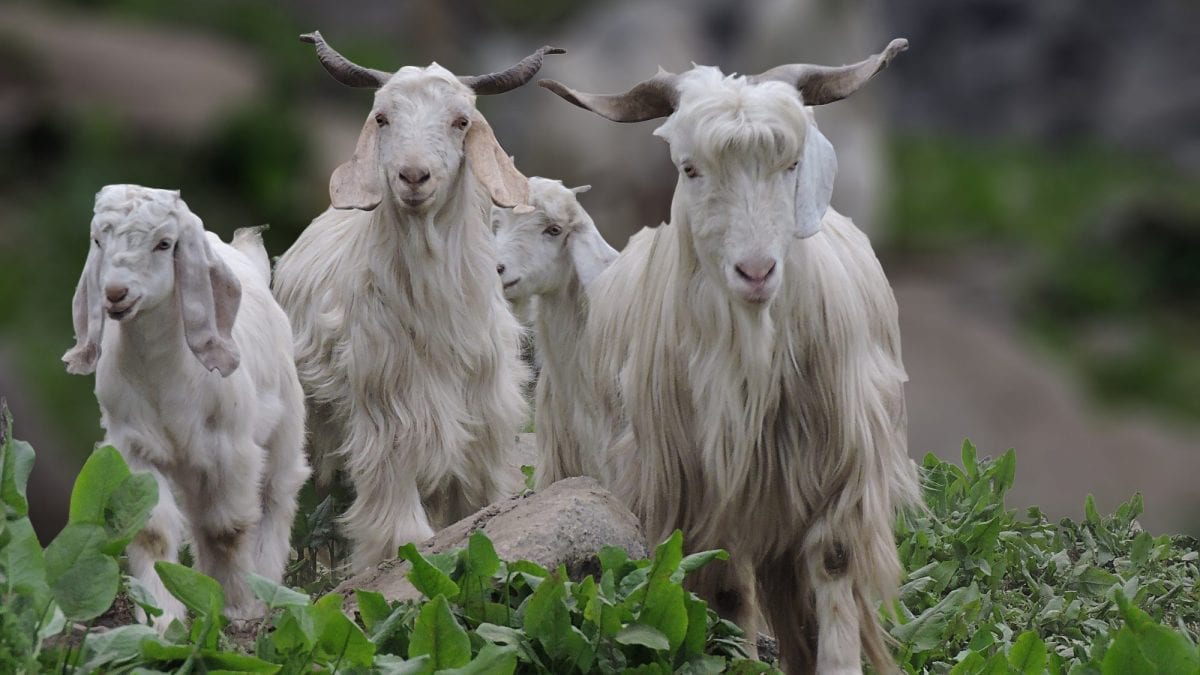 Capre Cashmere
