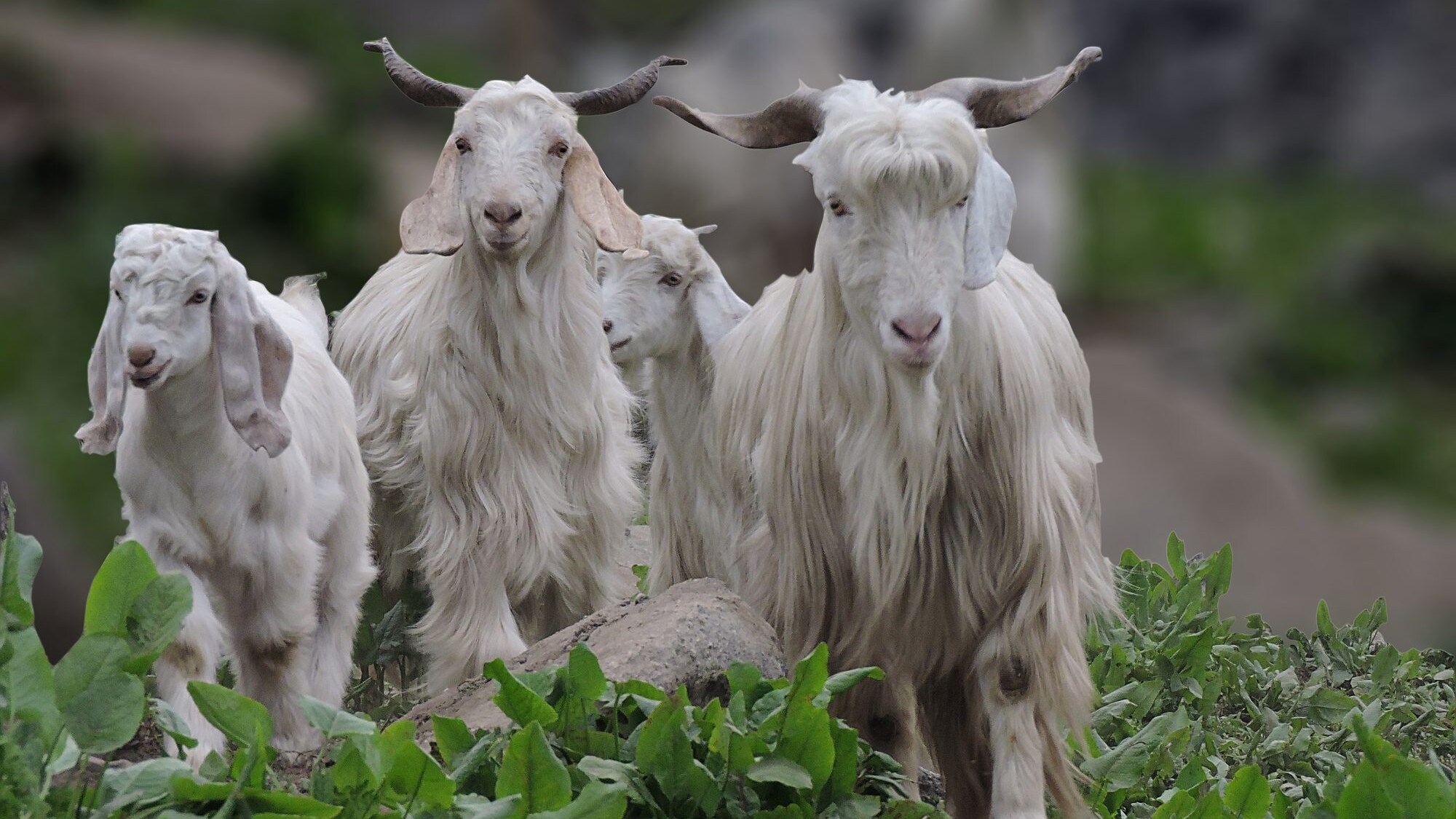 Capre Cashmere
