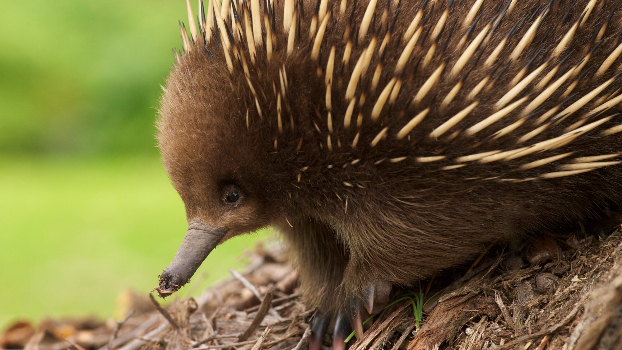 echidna