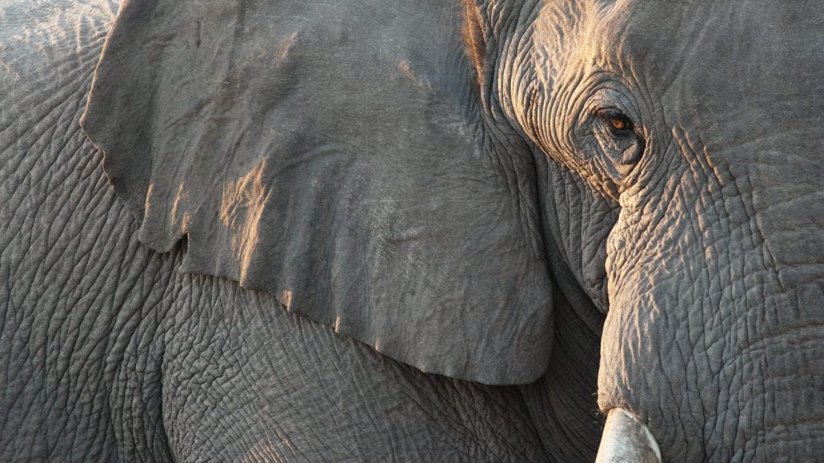 elefante