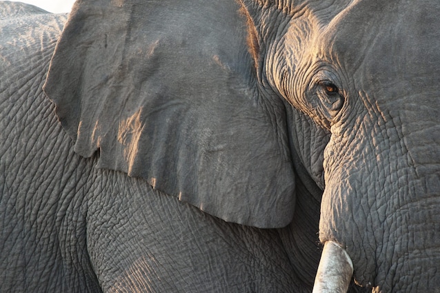 elefante