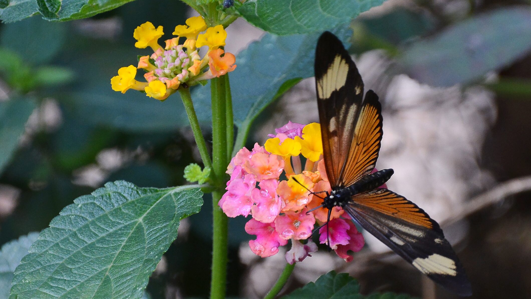 Farfalla Actinote