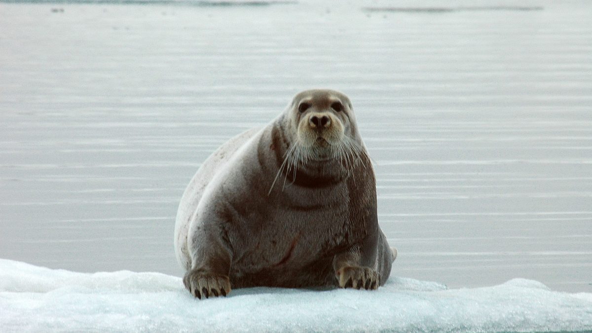 foca anellata
