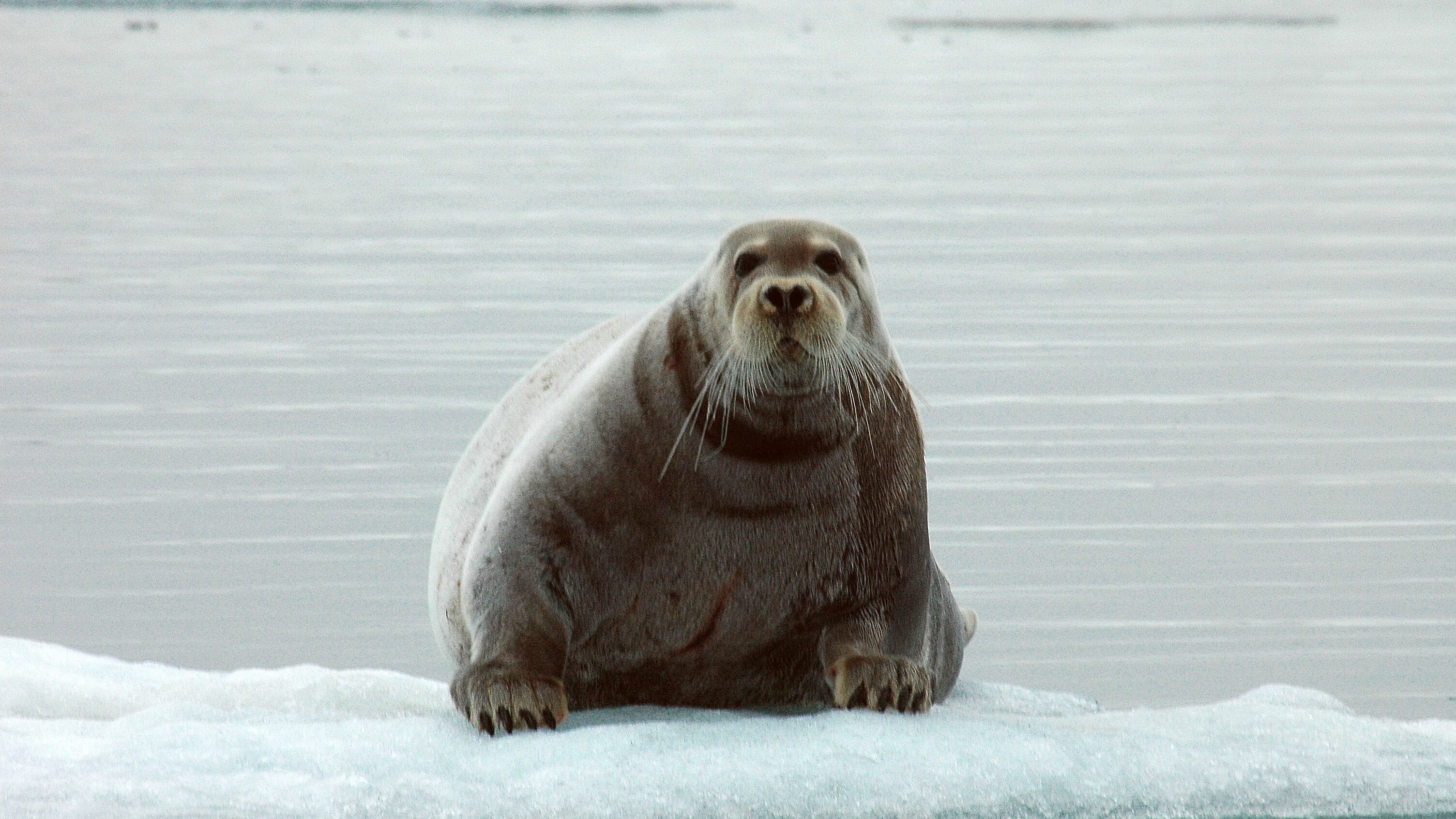 foca anellata