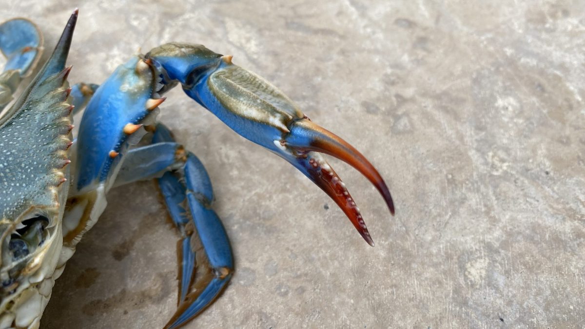 granchio blu