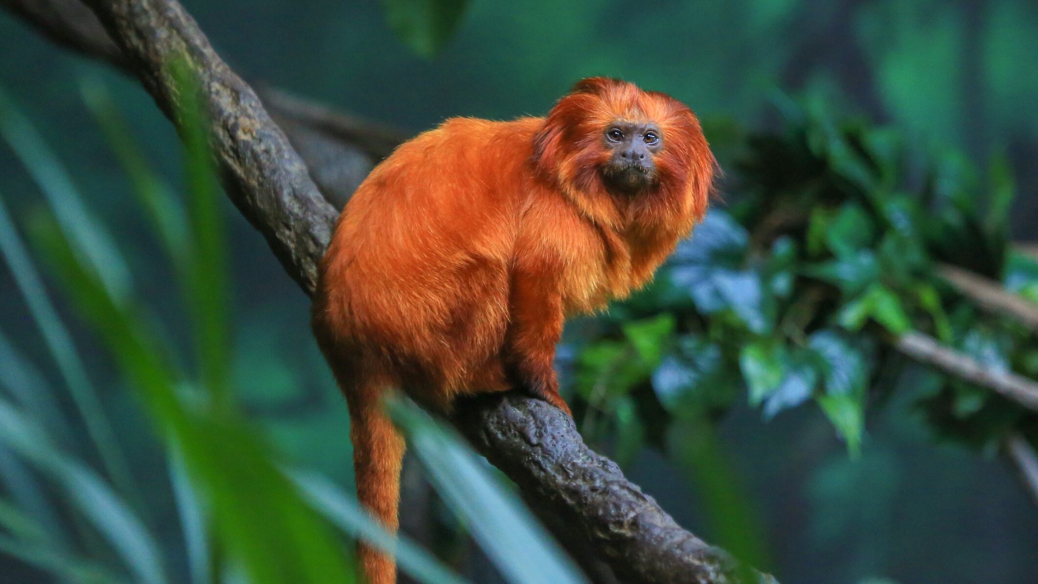Leontocebo rosalia