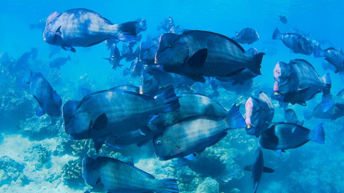 pesce bufalo