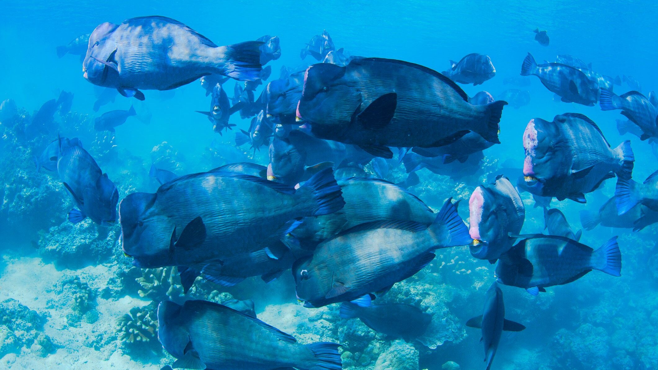 pesce bufalo