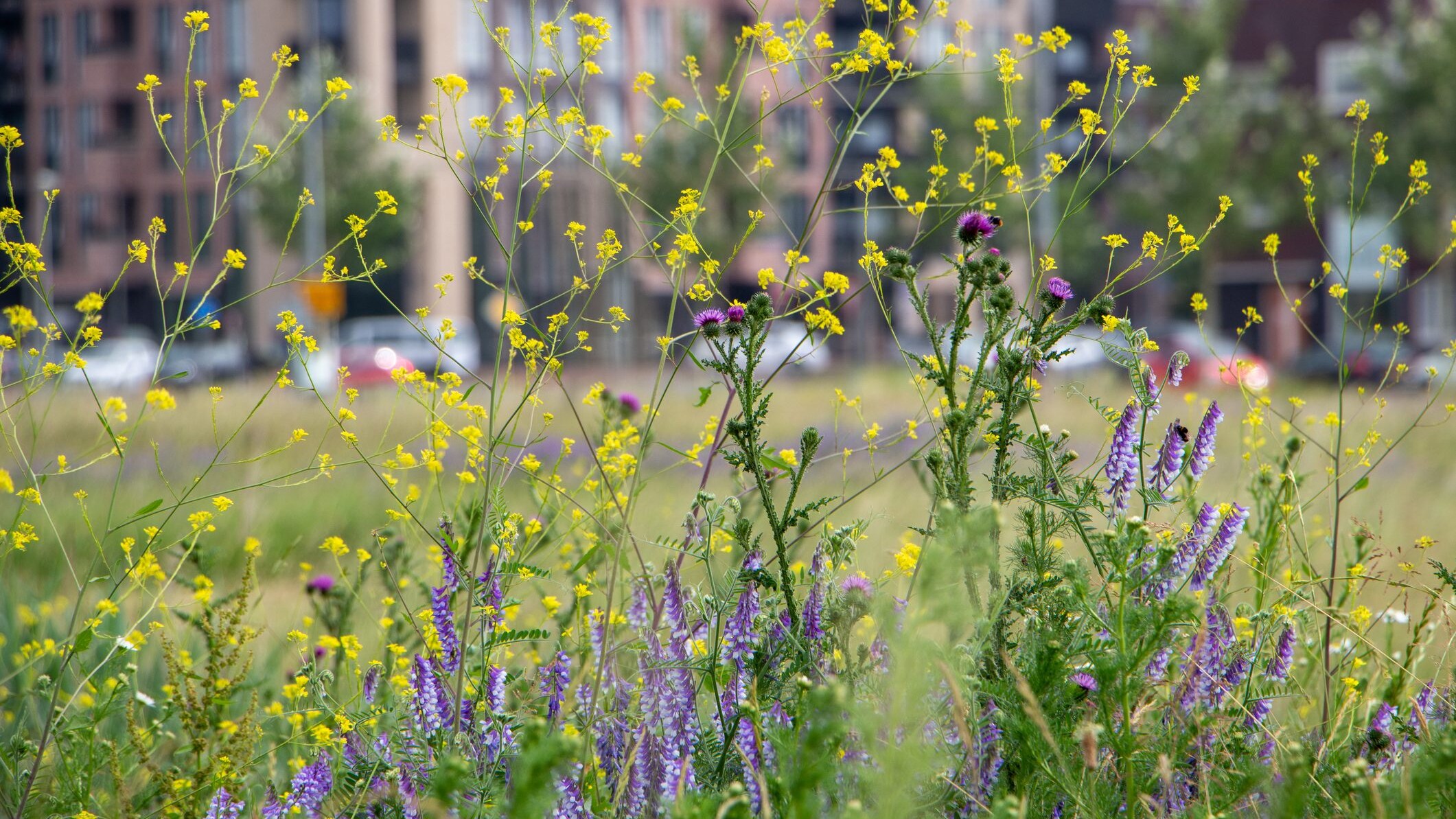 prati fioriti in città
