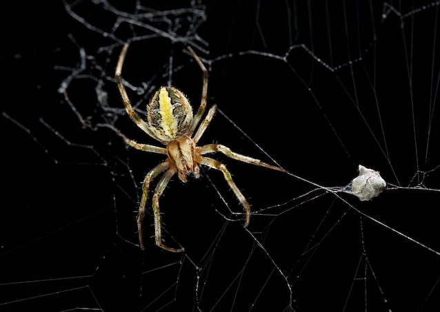 ragno dal sacco giallo