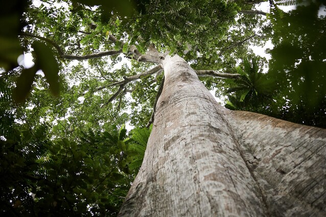 Foresta in Gabon