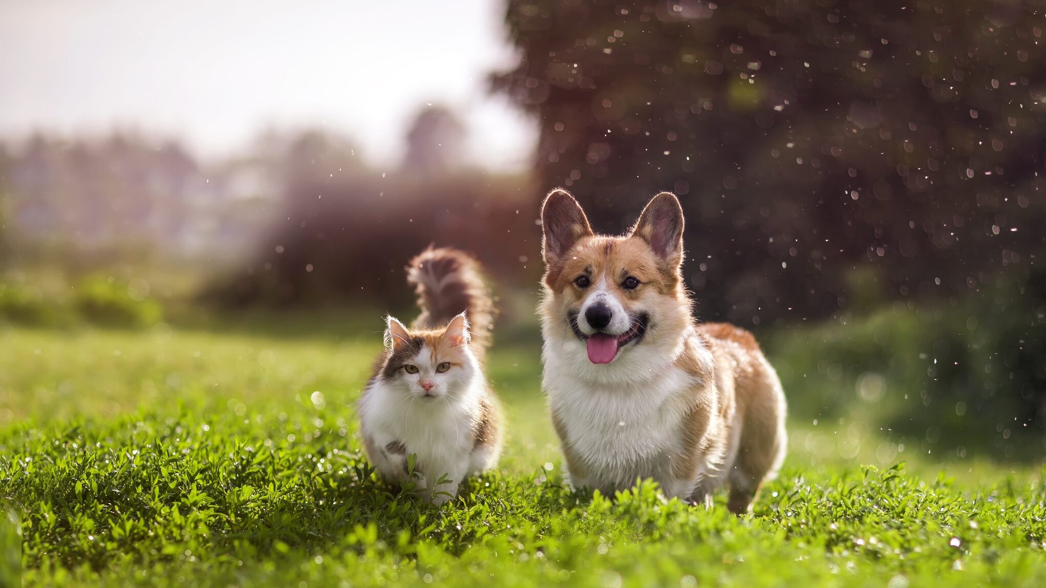 Cane e gatto