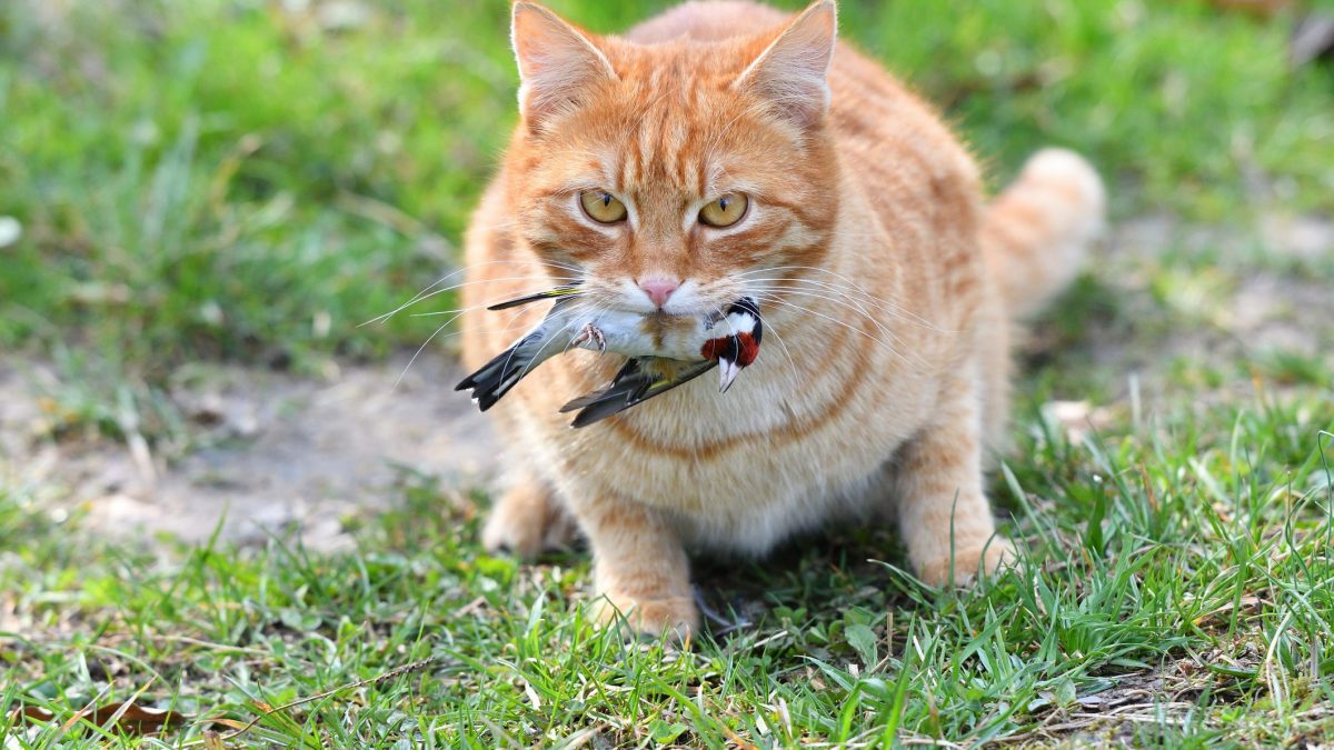 gatto cacciatore