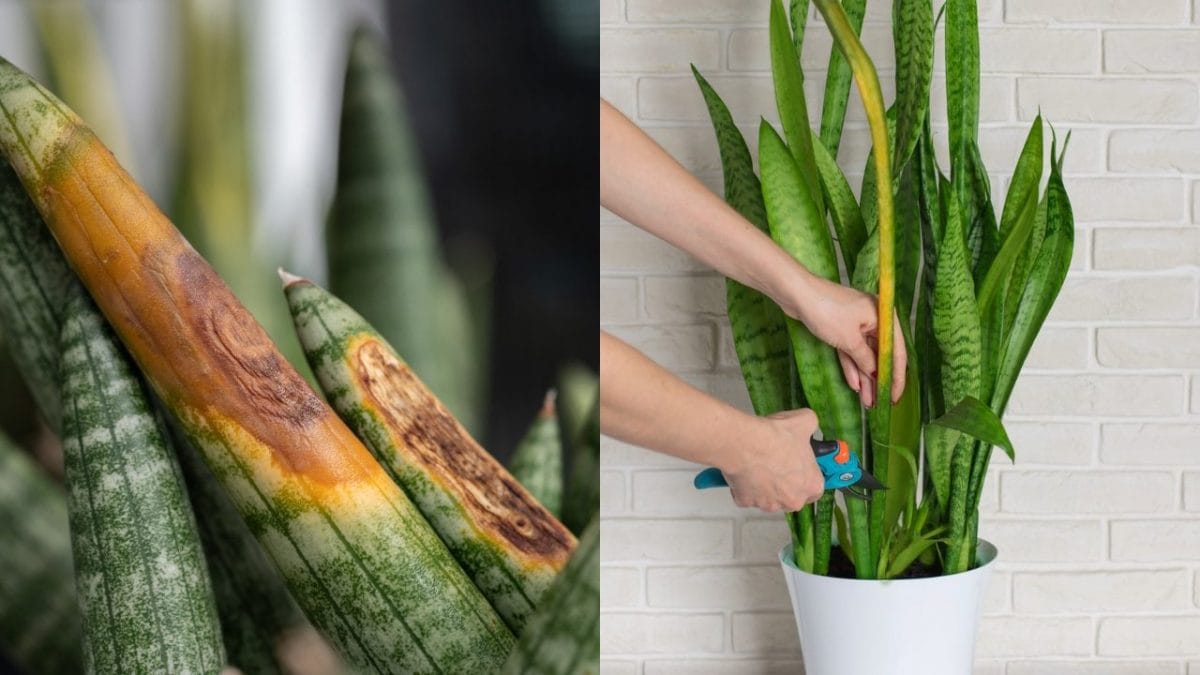 Come potare la Sansevieria e perch  importante farlo