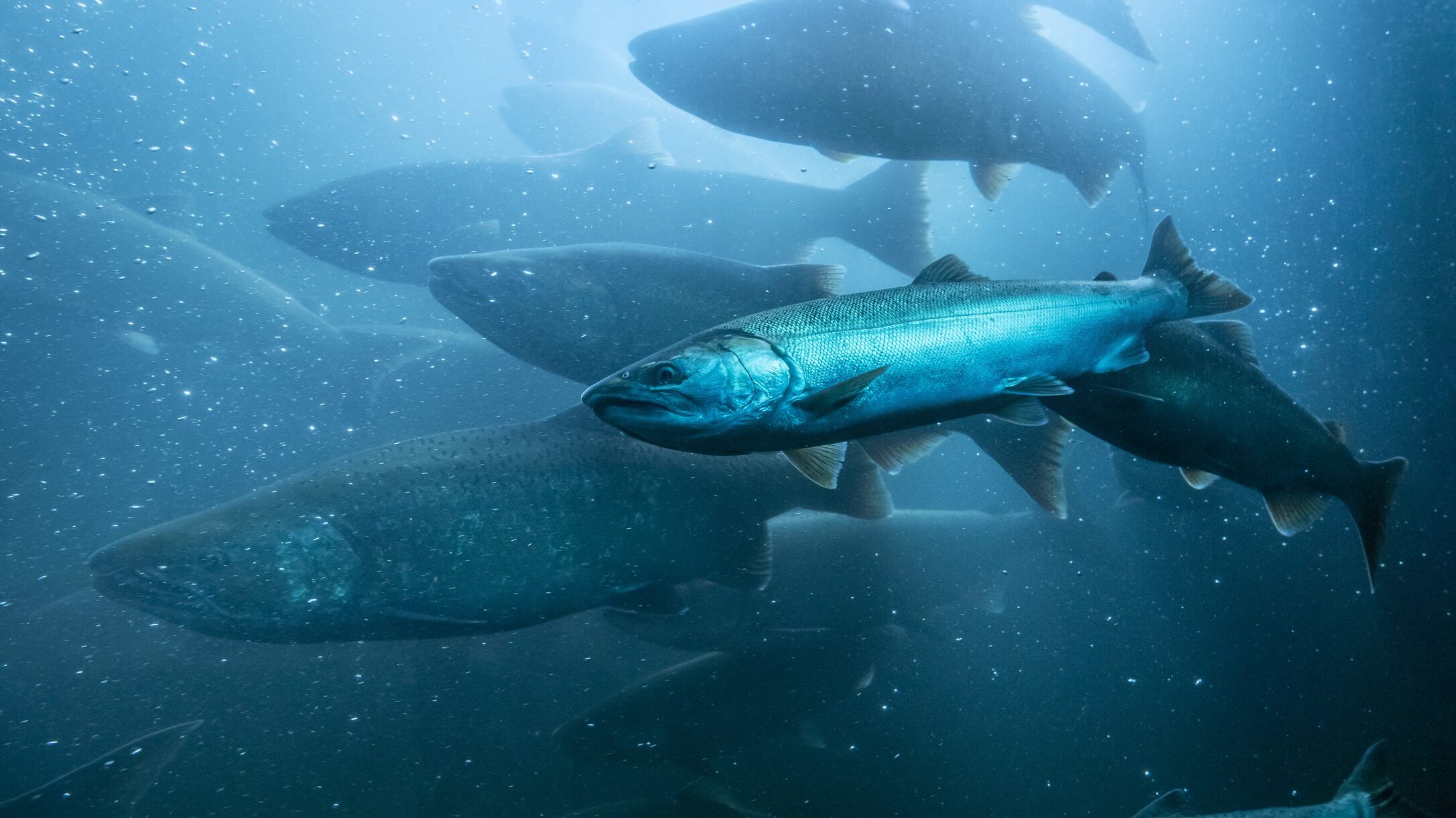 salmone selvatico migrazione