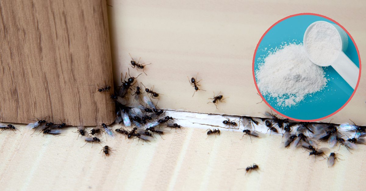 Come eliminare le formiche in cucina