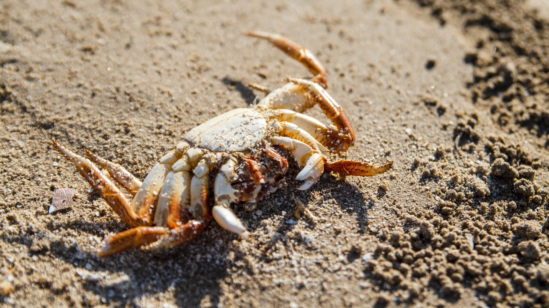 granchio morto in spiaggia