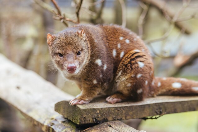 Quoll coda maculata