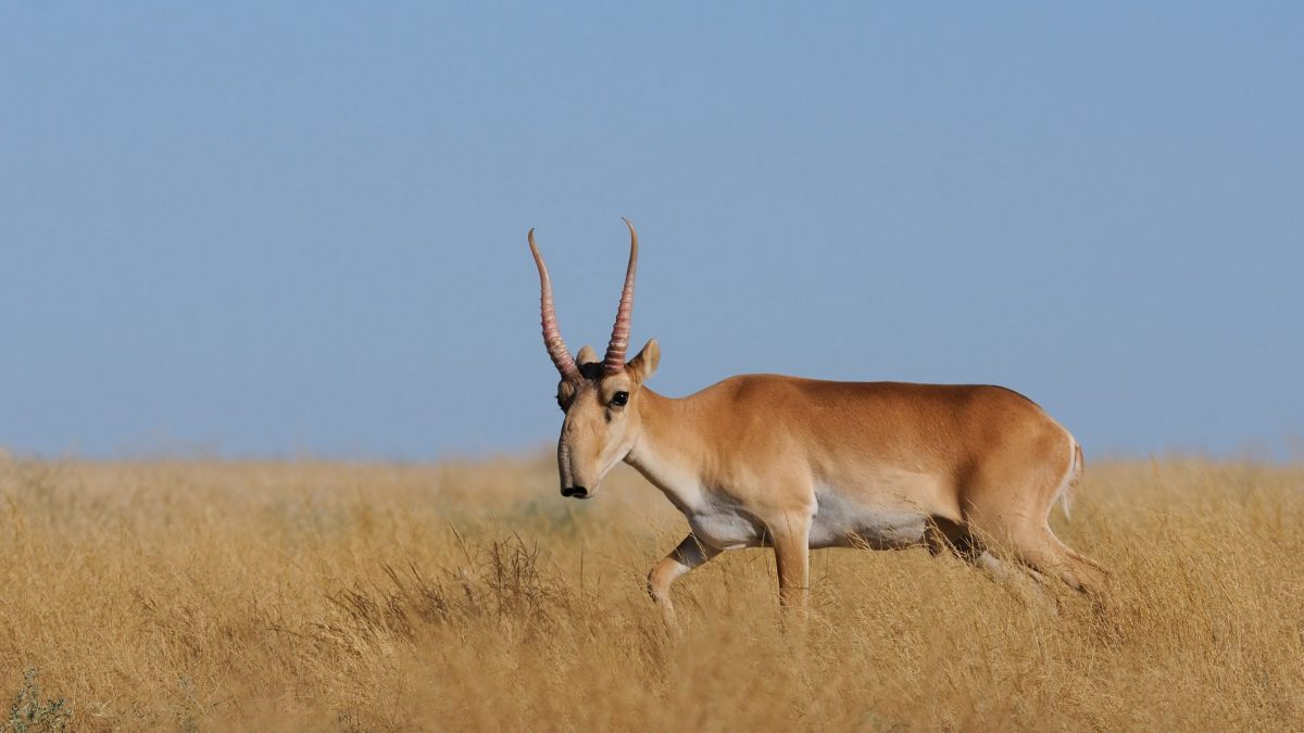 saiga tatarica antilope delle steppe