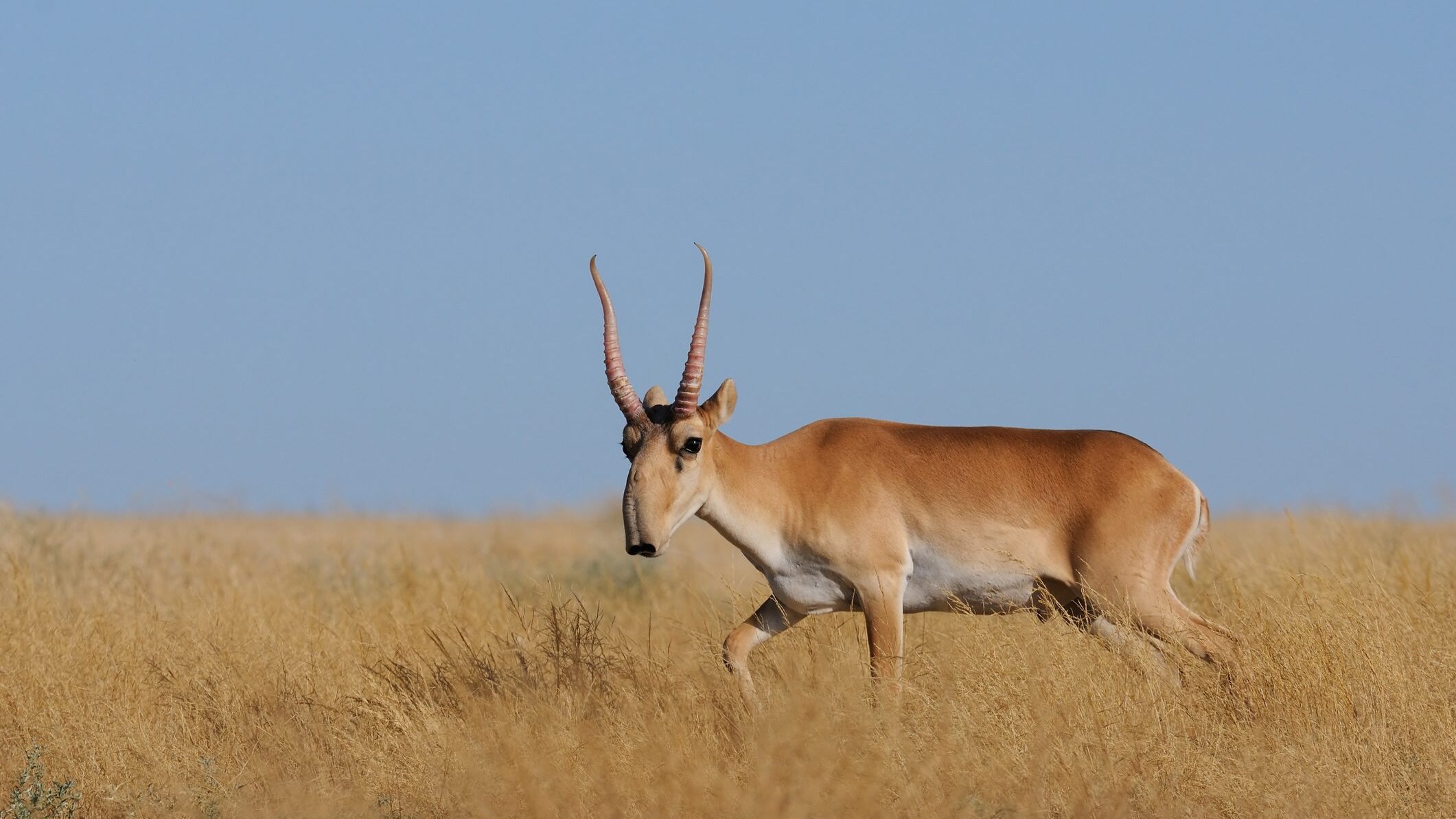 saiga tatarica antilope delle steppe
