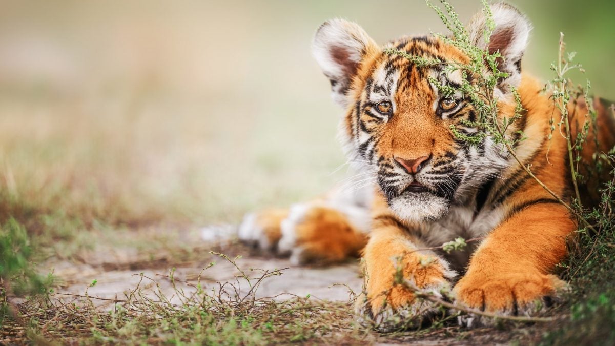 tigre di sumatra