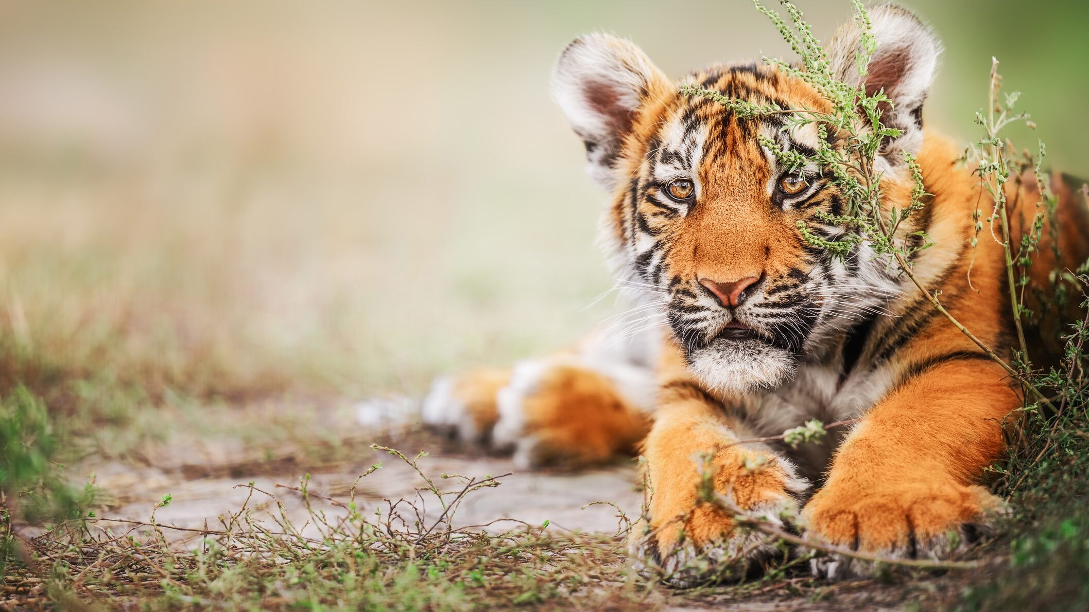 tigre di sumatra