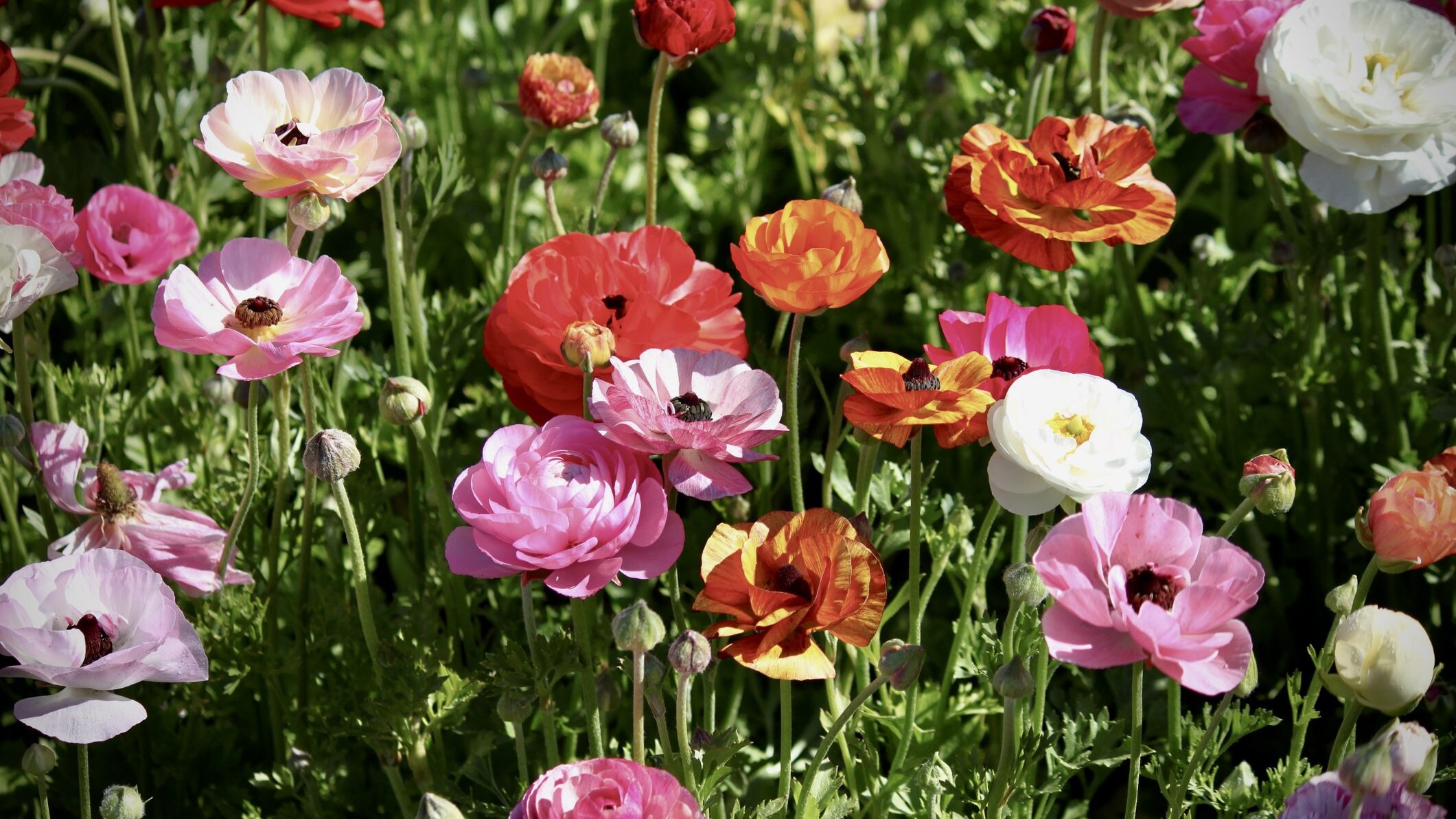fiori marzo