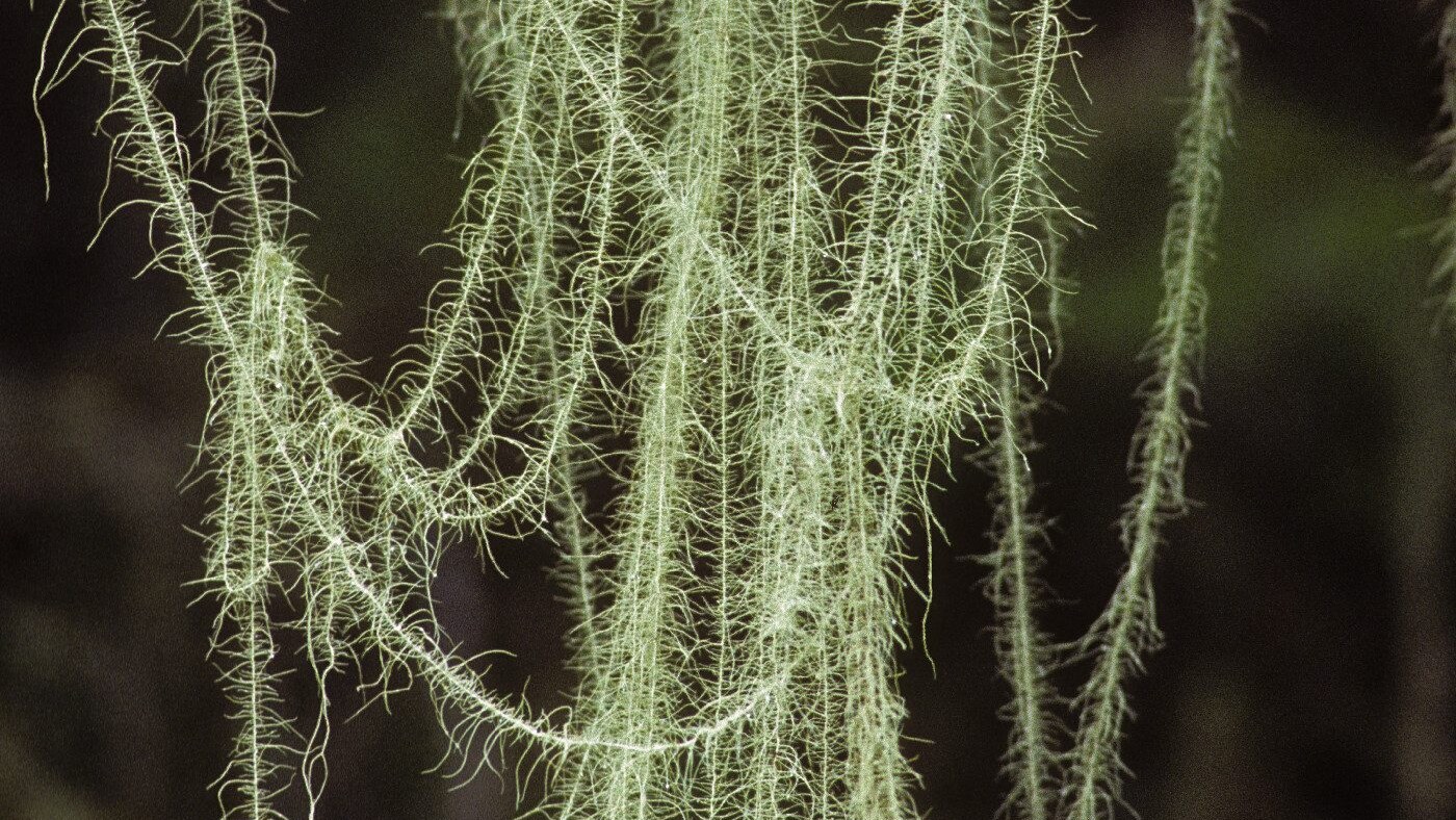 Stephen Sharnoff - Creative Commons