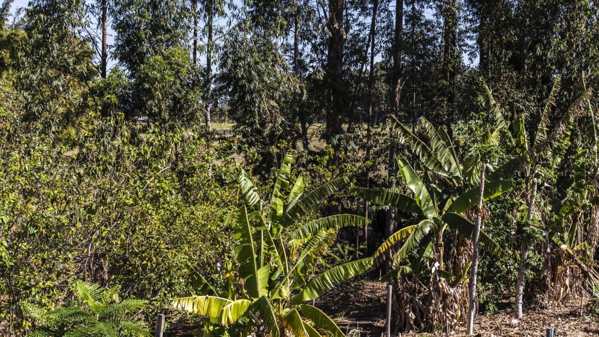 Foreste alimentari