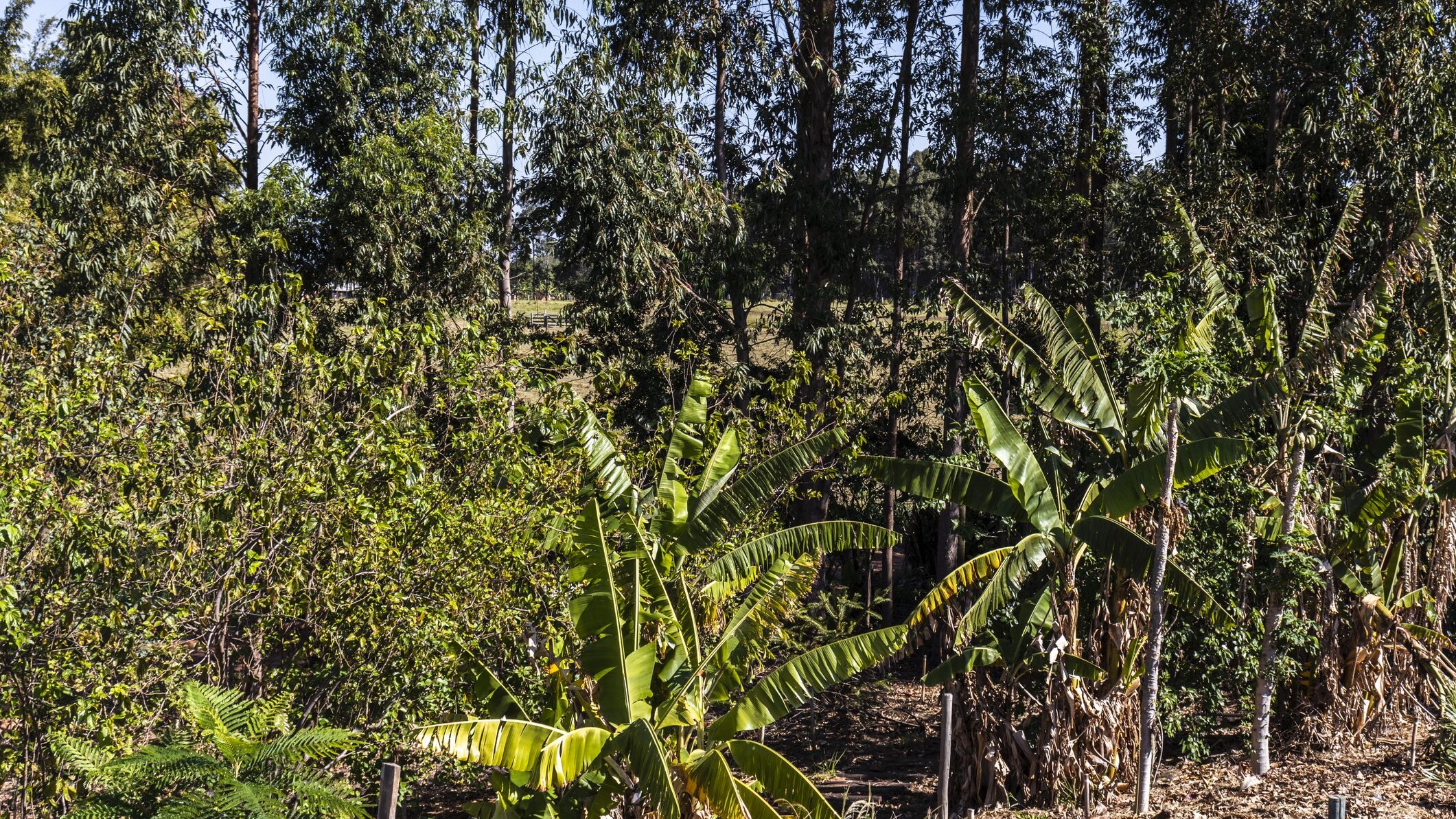Foreste alimentari