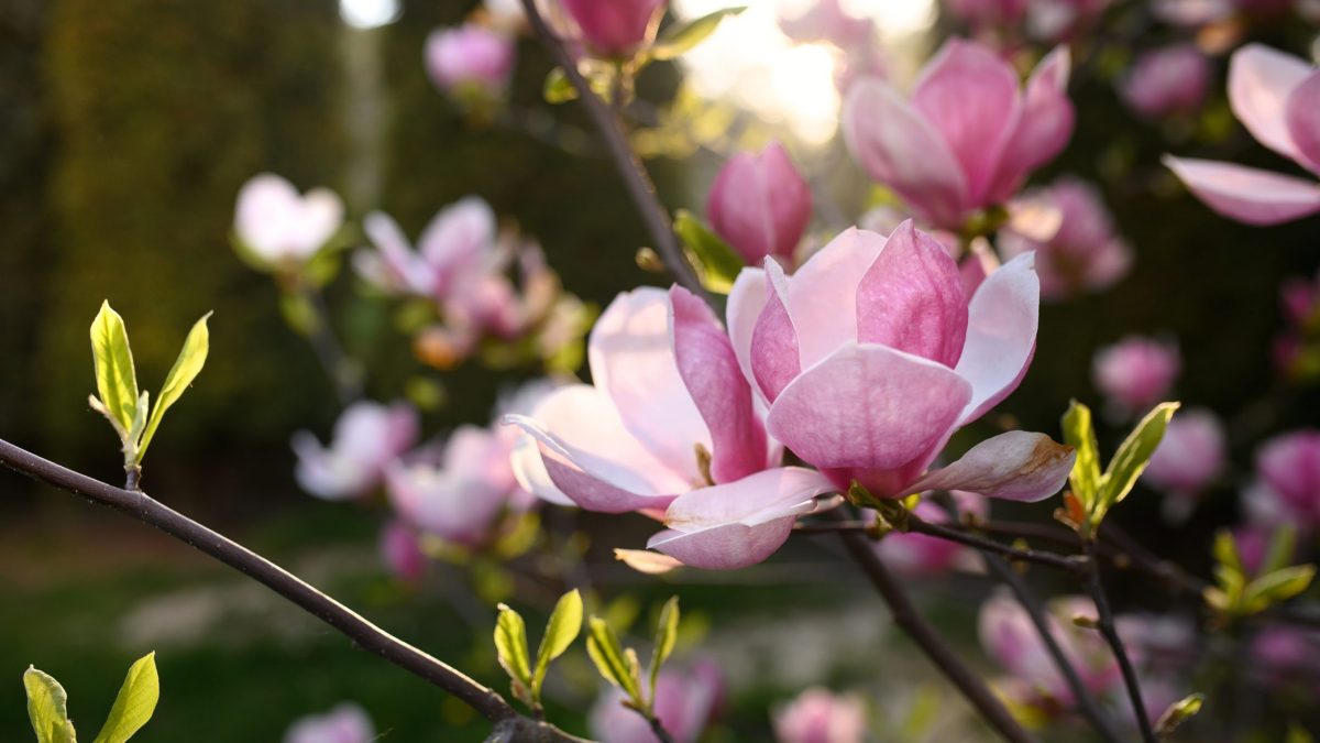 magnolia in fiore