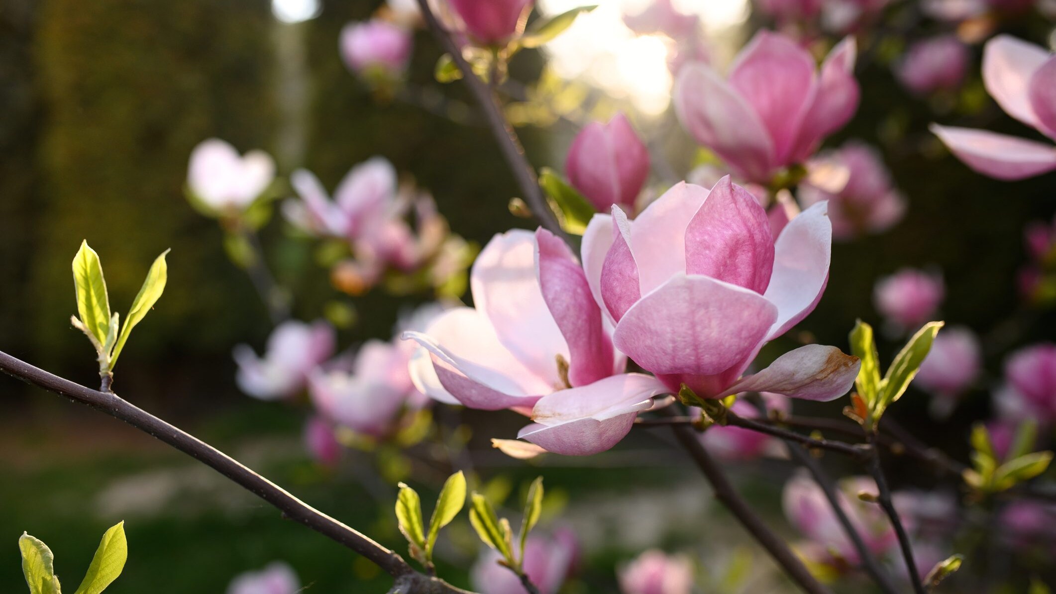 magnolia in fiore