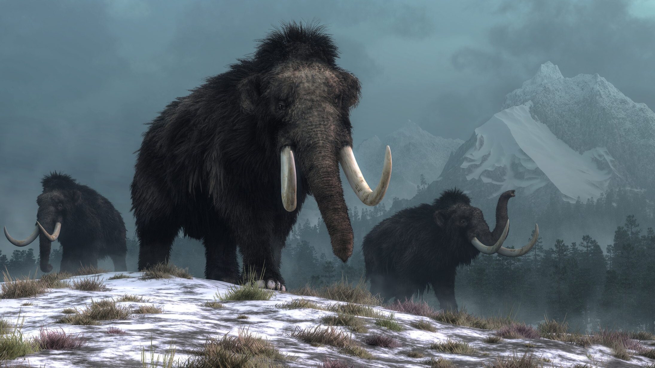 Mammut lanoso
