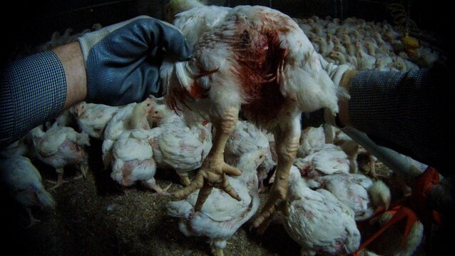 Inchiesta di Essere Animali KFC