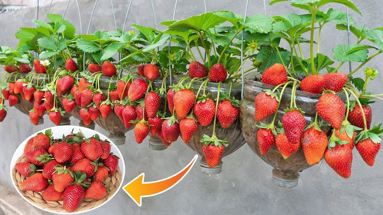 Coltivare fragole in vaso: come farle crescere bene e curarle nel ...