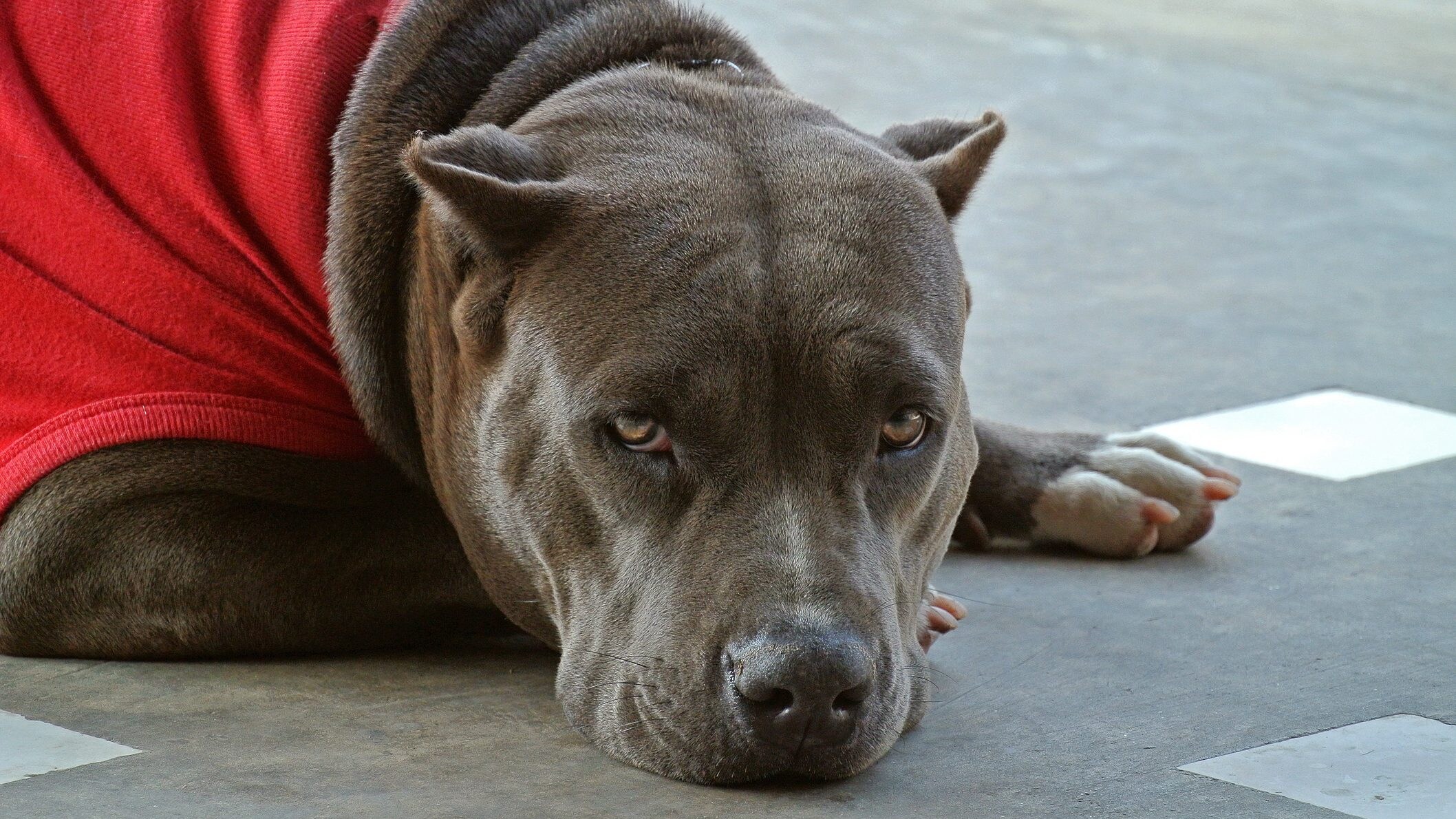 bambino ucciso pitbull