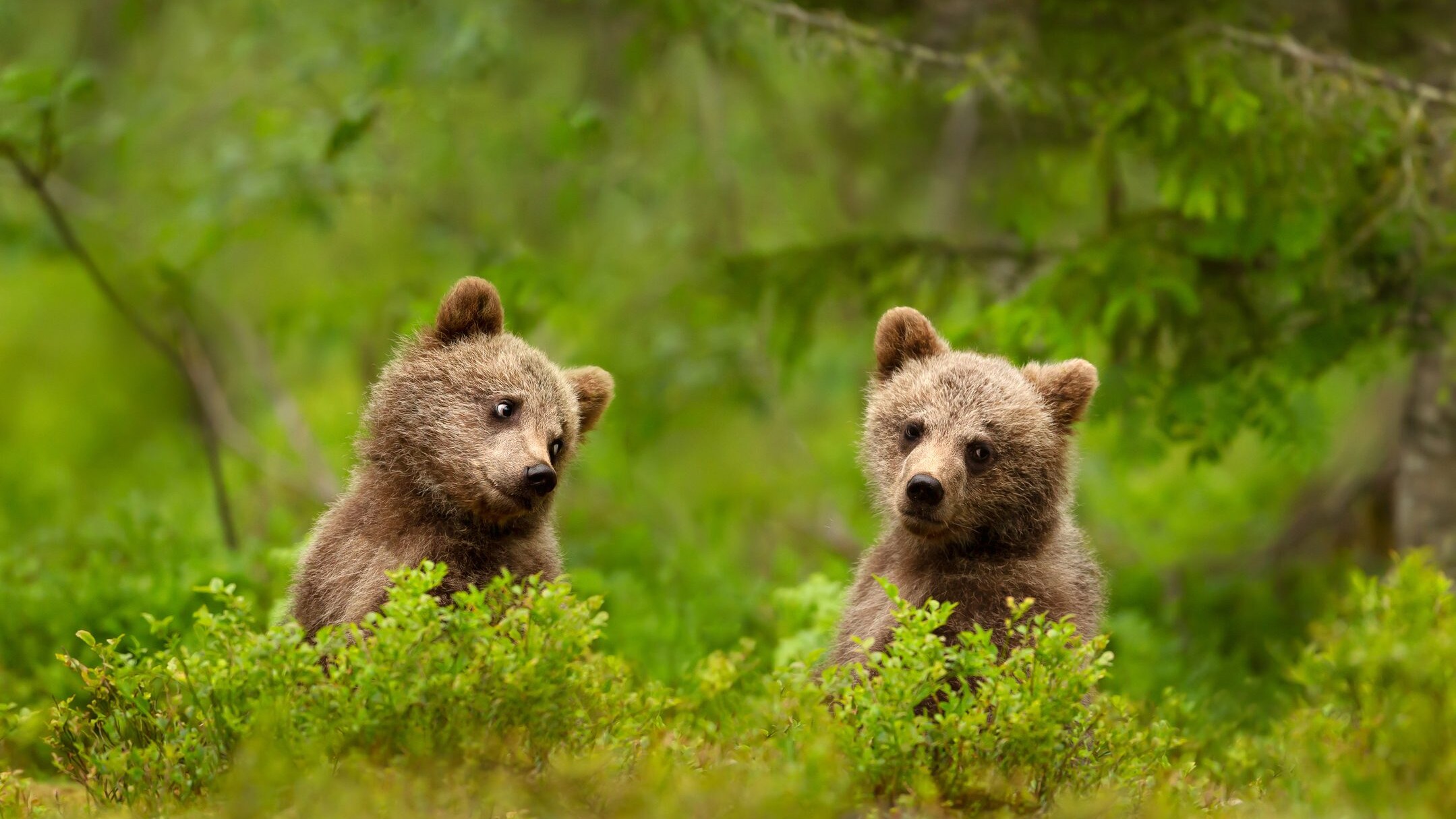 cuccioli amarena usciti dal letargo