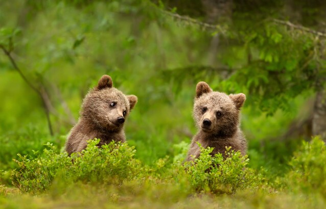cuccioli amarena usciti dal letargo
