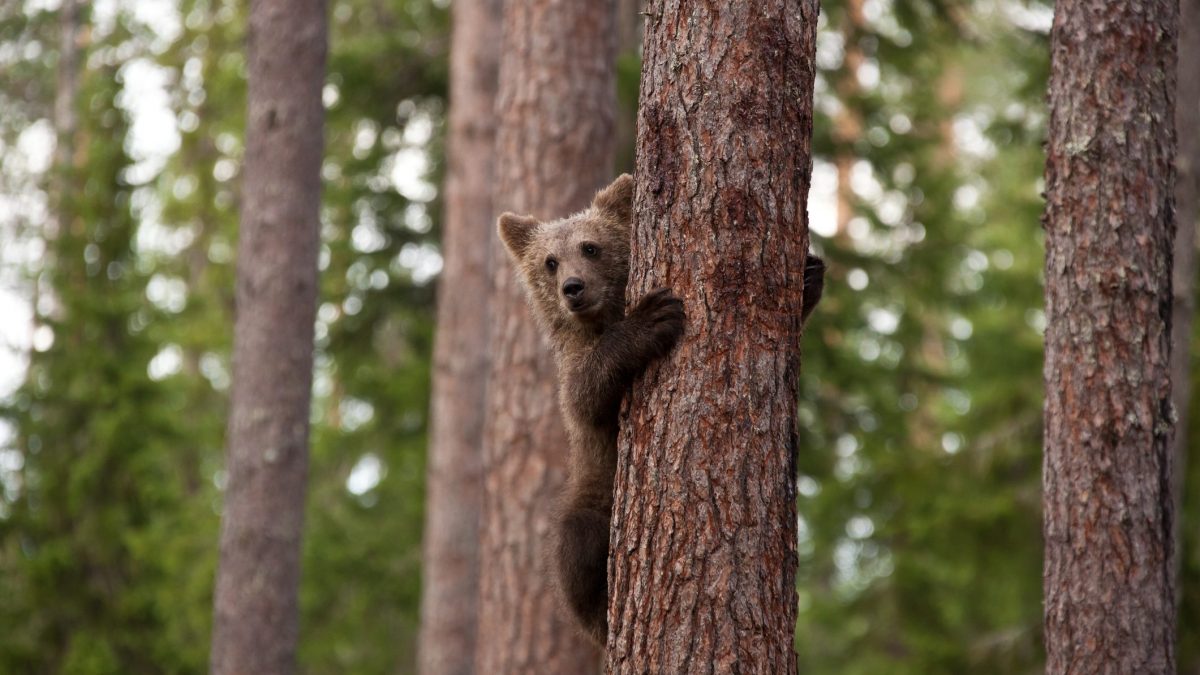 cuccioli orso
