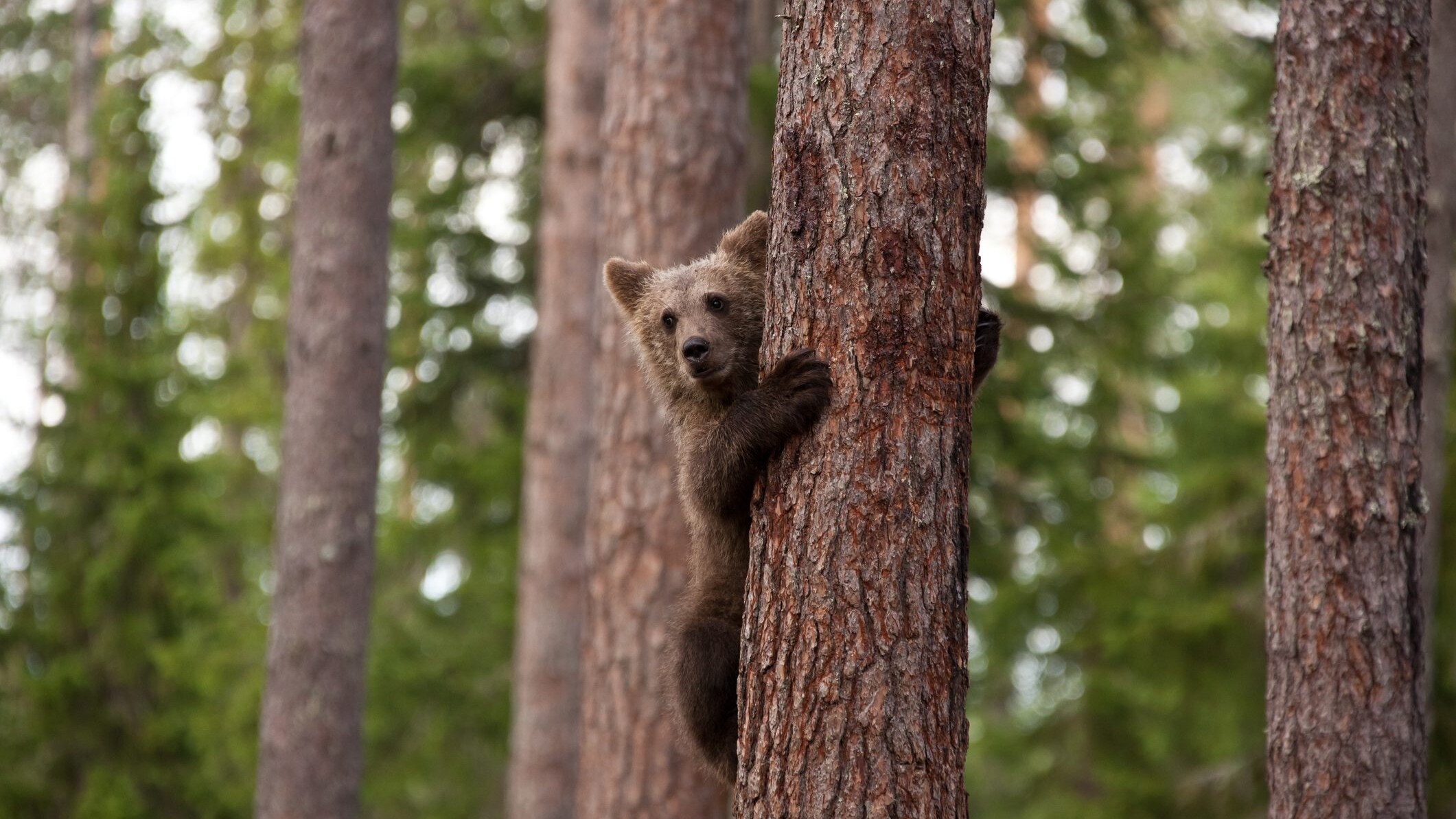 cuccioli orso