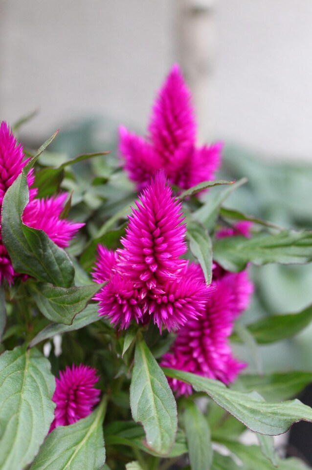 celosia