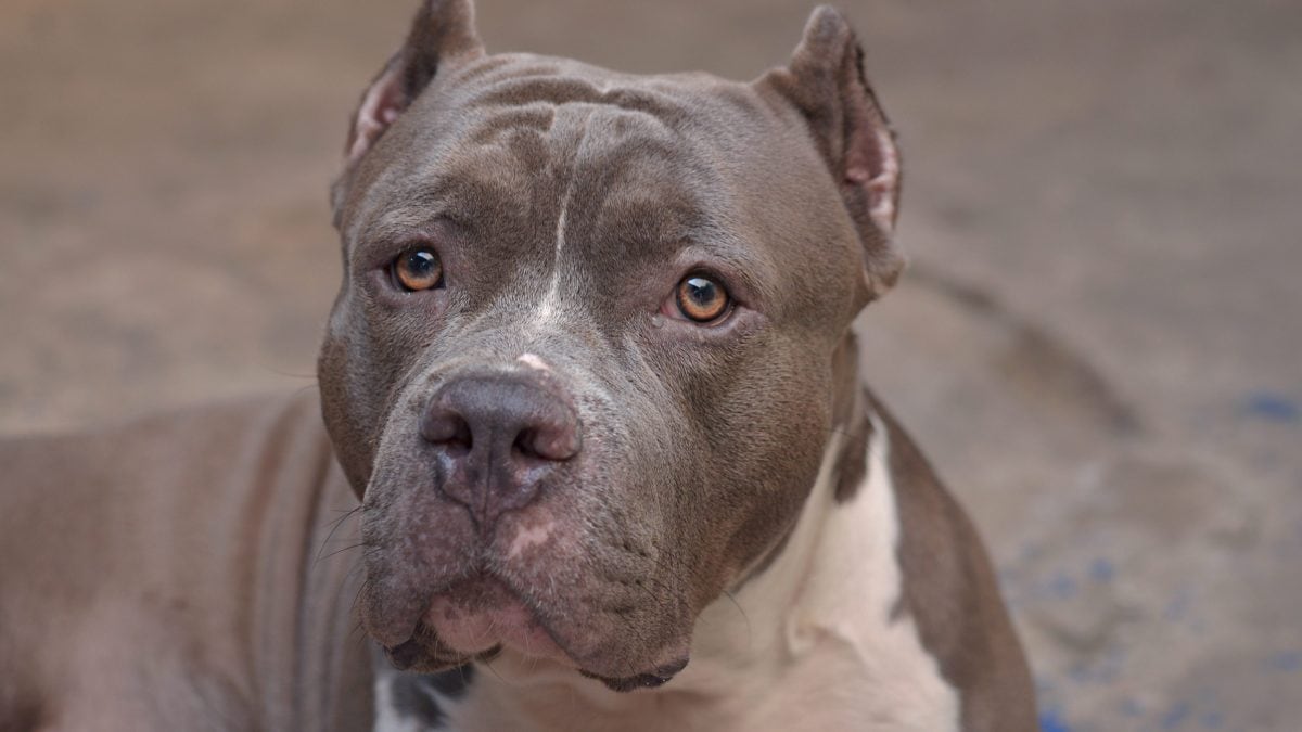 pitbull bambina uccisa