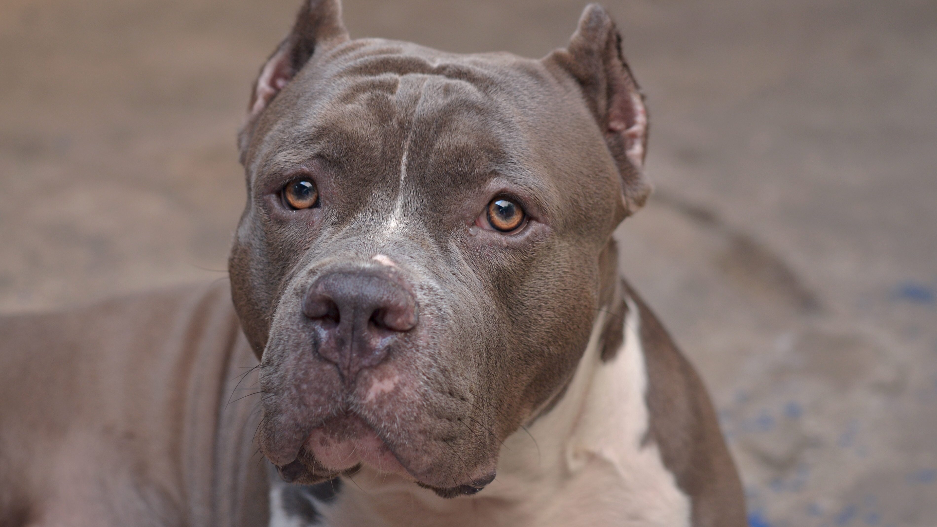 pitbull bambina uccisa