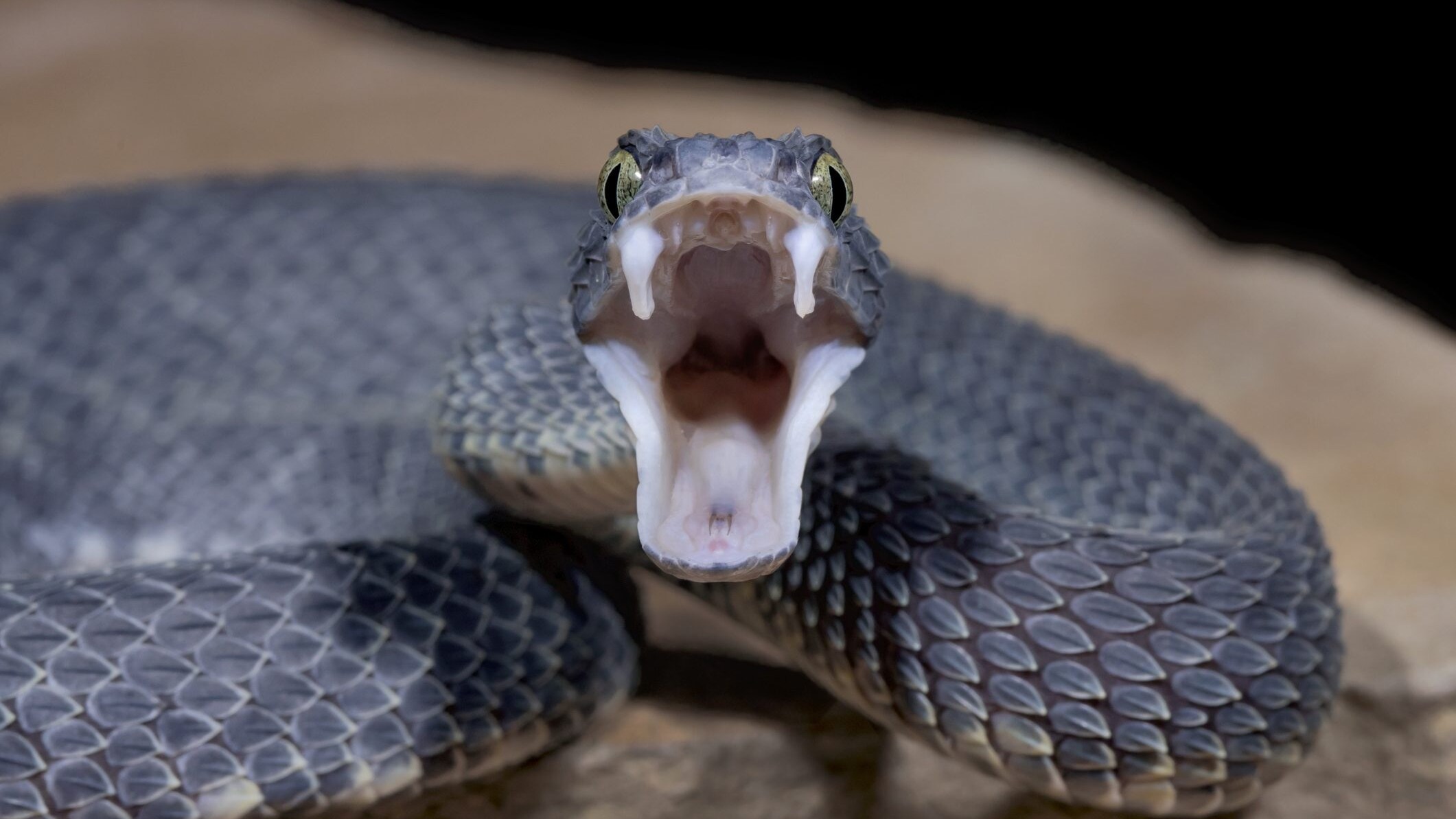 vipera donna yoga