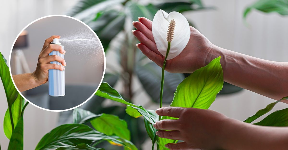 Flortis Green Home Coccio con 10 zampironi profumati. Porta zampirone antizanzare e insetti. Porta zampironi da esterno. Profumazione e protezione naturale. Efficace contro zanzare in giardino 6 ore