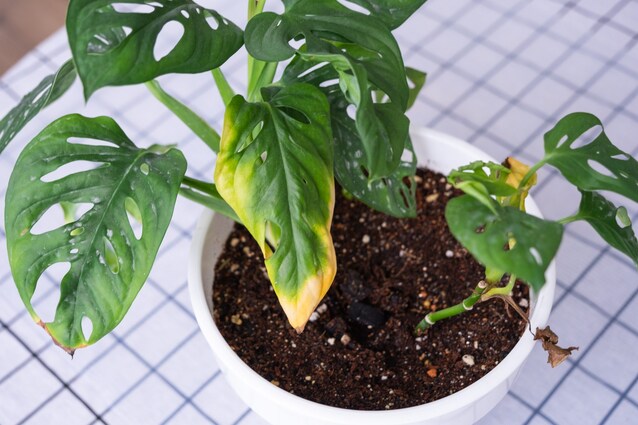 monstera peru kaufen Monstera 'Peru' | Indoor Plant | Tropical Plant | Potted Plant main image 0