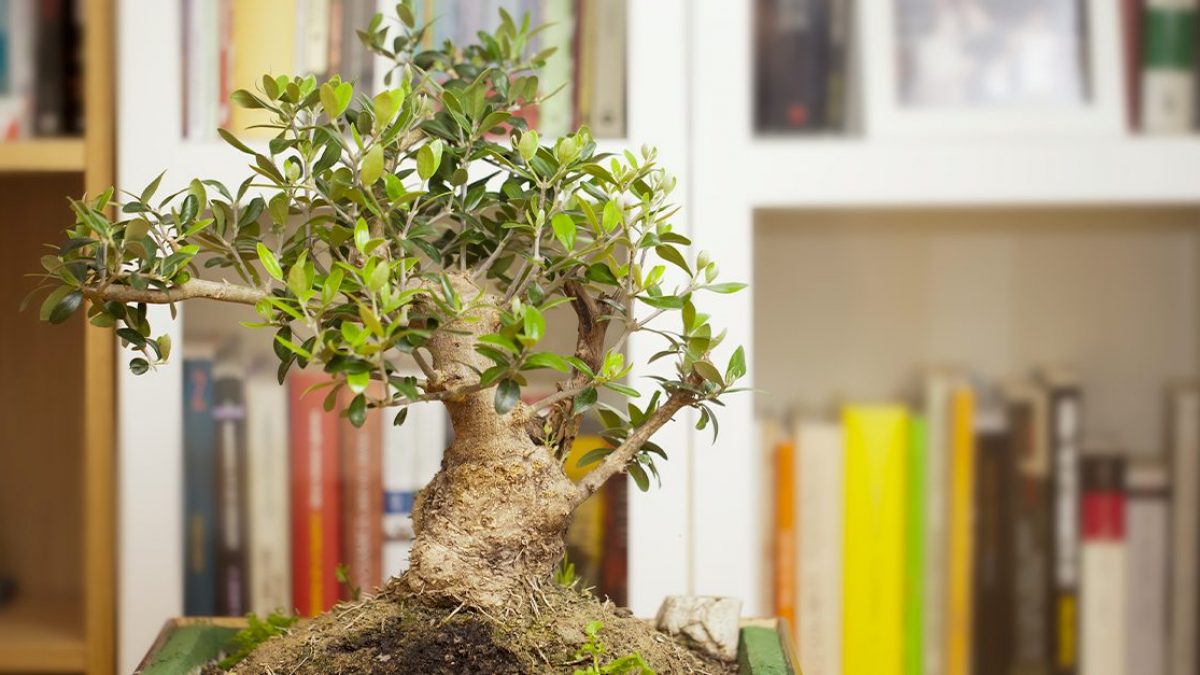 Come coltivare e curare un bonsai in casa