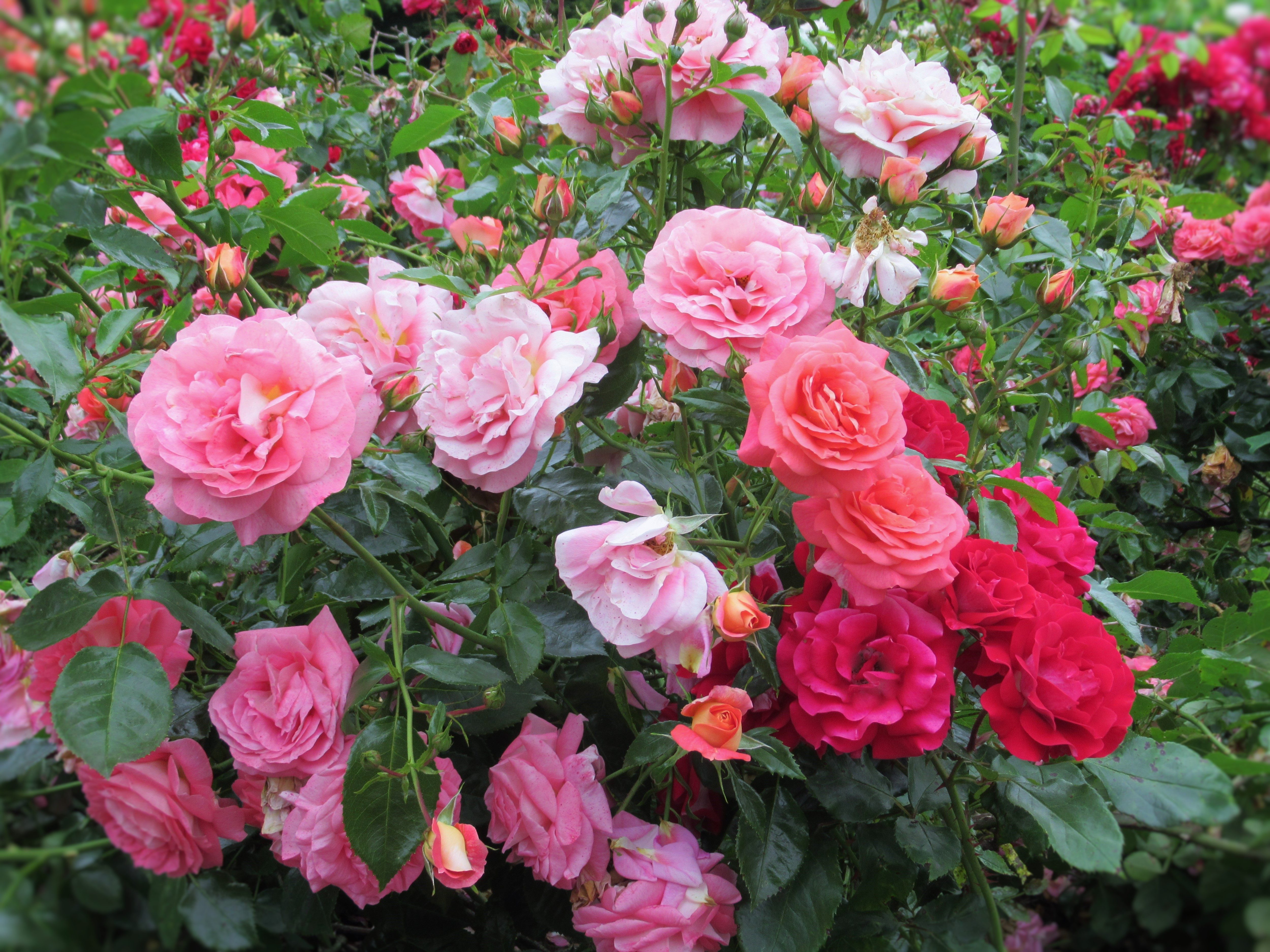 Sorti Rosa Il segreto per estirpare i rami di rosa a costo zero: la guida completa