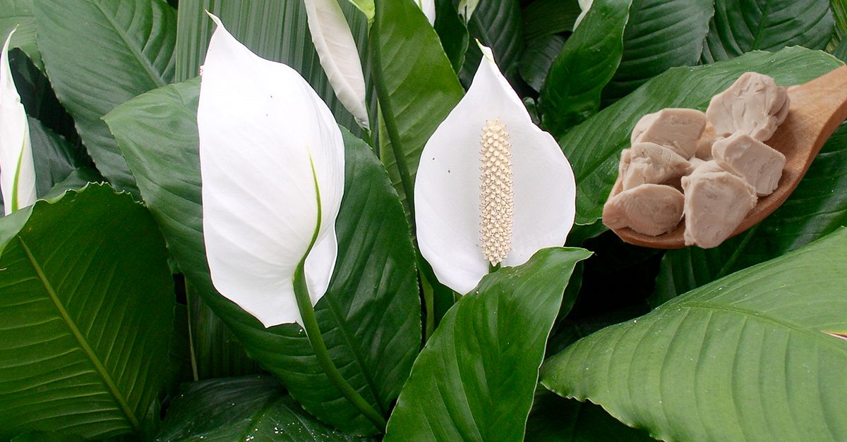Fertilizzante Per Piante Grasse E Cactus - Spray Nutriente, Stimola La Crescita E Il Colore
