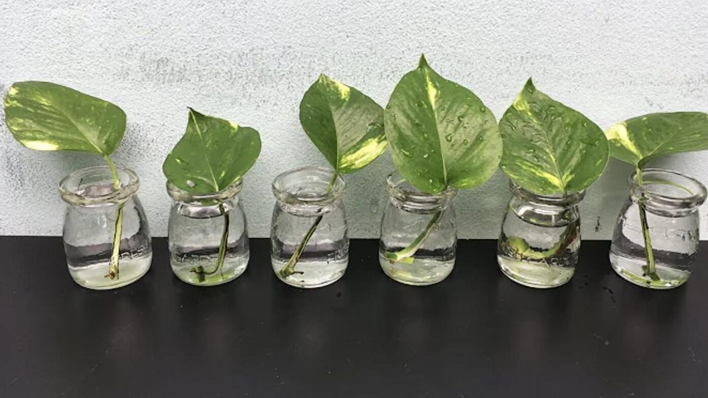 talea di pothos